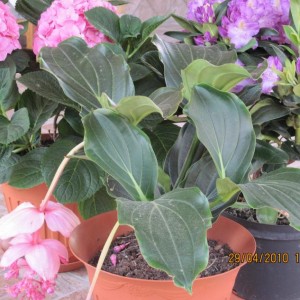 IMG_0676.http://forum.giardinaggio.it/album.php?albumid=2110&attachmentid=35251