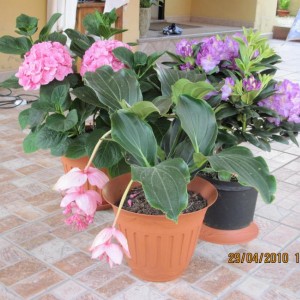 IMG_0675.http://forum.giardinaggio.it/album.php?albumid=2110&attachmentid=35253