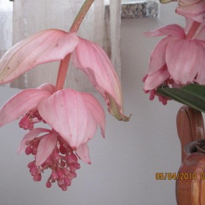 IMG_0656.http://forum.giardinaggio.it/album.php?albumid=2110&attachmentid=35263