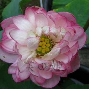 BabyPeony2