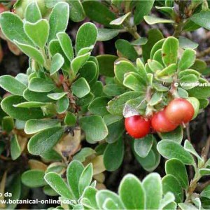 UVA URSINA
(Arctostaphylos uva ursi)

FAMIGLIA: Ericaceae 	uva ursina

HABITAT: è tipica delle zone montagnose dell'emisfero nord, dove preferisc