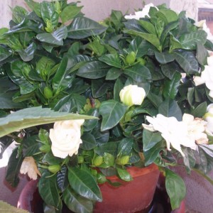 Ilenia la Gardenia