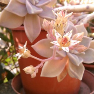 GRAPTOPETALUM.