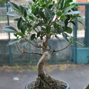 Ficus.