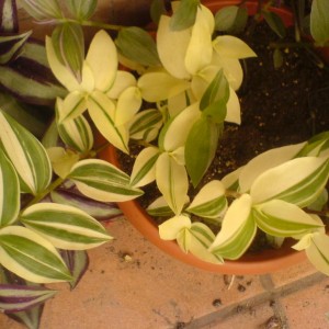 T. Fluminensis "Aureovariegata"