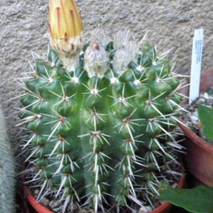 Cactus a casa.