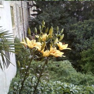 lilium gialli.