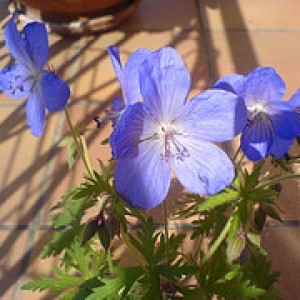 Geranium Jhonson Blue