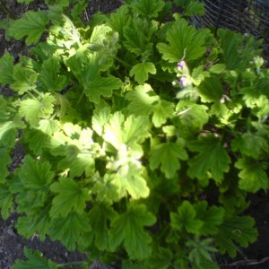 Pelargonio profumato "???"