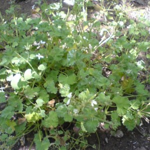 Pelargonio Odoroso "Odoratissimum"