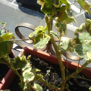 Pelargonio "Contrast"