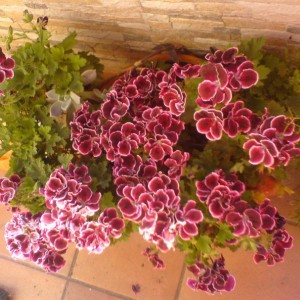 Pelargonio Imperiale