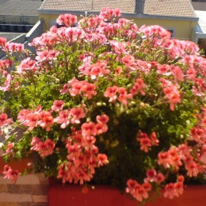 Pelargonium macrantino