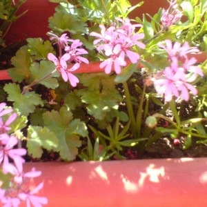 Pelargonium Ionidiflorum