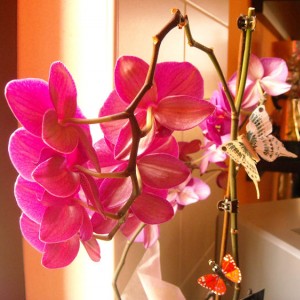 Orchidea