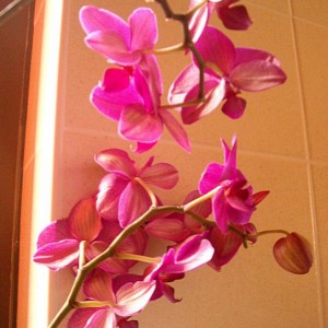 Orchidea