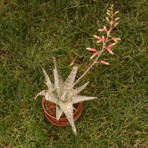 ALOE SNOWFLAKE.