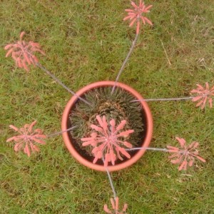 ALOE ARISTATA.