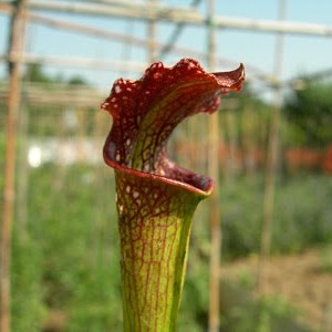 Sarracenia Leucophylla
from Marson Exotics