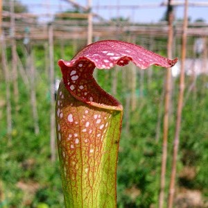 Sarracenia excellens
ex Andy Bullock 1980