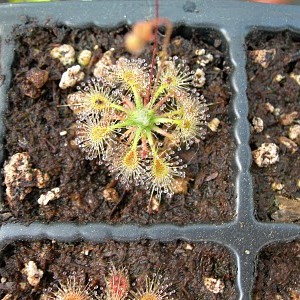 Drosera omissa  pink