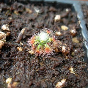 Drosera paleacea subsp. trichocaulis