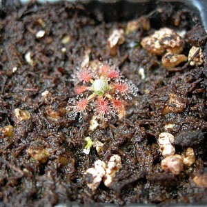 Drosera manii