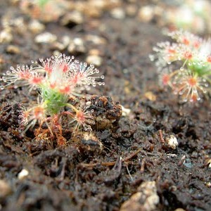 Drosera paleacea subsp. leioblastus