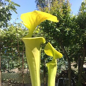 Sarracenia flava var.cuprea maxima
(provenienza F8 MK)