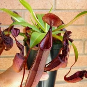 Nepenthes black