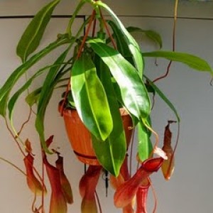 Nepenthes ventrata