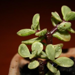 Portulacaria afra&#