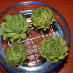 Sempervivum cath