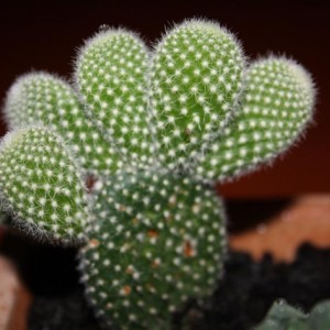 Opuntia albispina