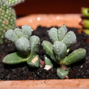 Lapidaria margare&