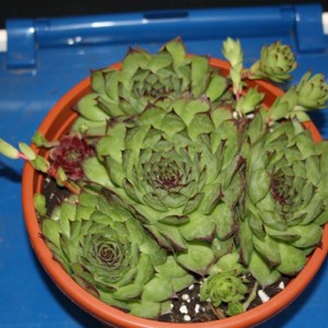 Sempervivum cath