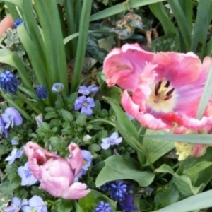 Tulipani parrot e violette