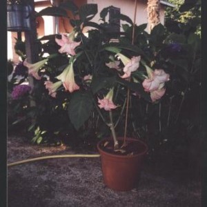 Brugmansia rosa 2