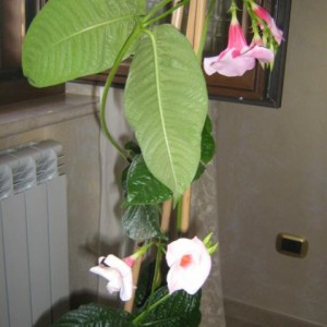 immagini hibiscu