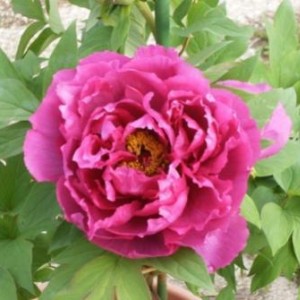 Purple Peony