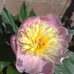 Peonia