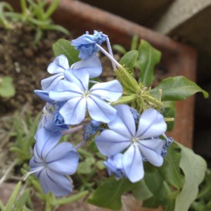 Plumbago