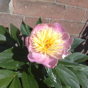 Peonia