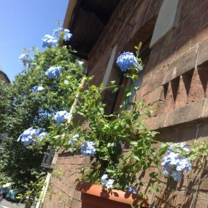 Plumbago