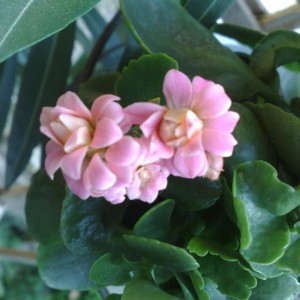 Kalanchoe