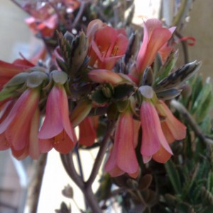 Kalanchoe Daigremontiana