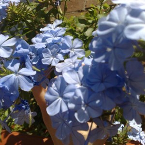 Plumbago