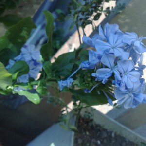 Plumbago