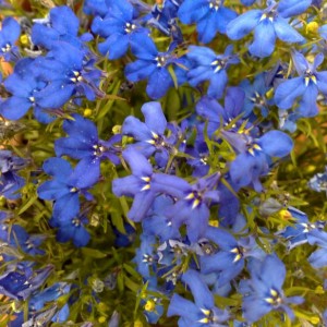 Lobelia