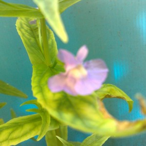 Mimulus Rigens